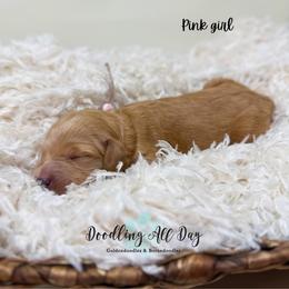 Pink girl - Red  female Goldendoodle puppy in Valdese, North Carolina from Doodling All Day Goldendoodles