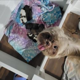 Mai Mai "May May" - Shih Tzu