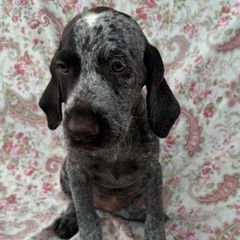 Girl 3 - Liver and white female Deutsch-Drahthaar puppy in Galax, Virginia from Dells  Dachshund’s