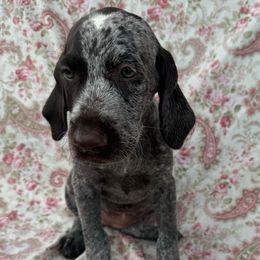Girl 3 - Liver and white female Deutsch-Drahthaar puppy in Galax, Virginia from Dells  Dachshund’s