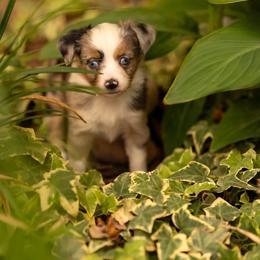 Clover - Blue merle female Toy Australian Shepherd puppy in Carlsbad, New Mexico from New Mexico Aussies