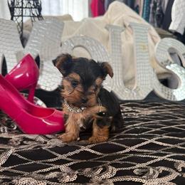 Itty bitty Juliette - Black and gold female Yorkshire Terrier puppy in Taylorsville, North Carolina from SilverLining highlands and hounds