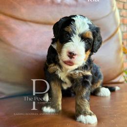 Ida - Tri-color female Bernedoodle puppy in Tulsa, Oklahoma from The Poodle Co. Raising Doodles & Poodles