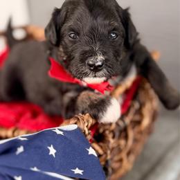 Grey collar toy - Black tri-color male Aussiedoodle puppy in 32046, Florida from River Hill Ranch