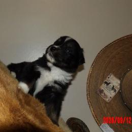 Johnny - Black tri male Miniature Australian Shepherd puppy in Elkhart, Texas from Donaldson Dogz