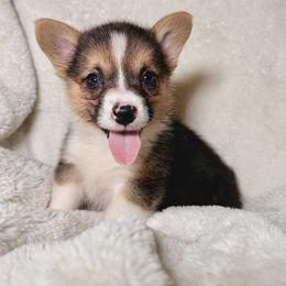Pembroke Welsh Corgi Puppies from Sorrel Sands Corgis