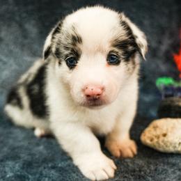 American Corgi, Cardigan Welsh Corgi, and Pembroke Welsh Corgi Puppies from Cal Beach Corgis