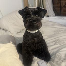 Birkin - Miniature Schnauzer