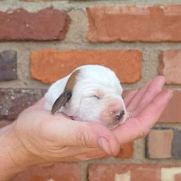 Snoopy - Mahogany and white female Basset Hound puppy in Bellaire, Ohio from Blessed Bassets