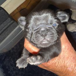 Black girl - Black female Pug puppy in Saugus, Massachusetts from Pug Puppies of Boston