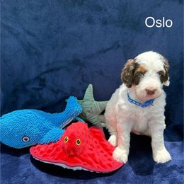 Oslo - Brown and white male Bernedoodle puppy in Katy, Texas from Tails of Cypress