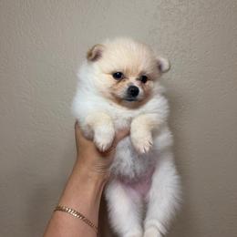 Dream - Cream female Pomeranian puppy in Phoenix, Arizona from Luxpomz