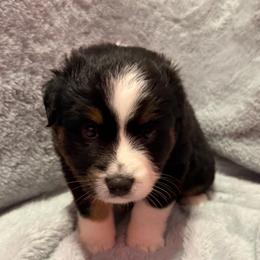 BTF 1 - Black tri female Miniature Australian Shepherd puppy in Corydon, Indiana from Arbuckle’s Lookin Good Aussies (LGA)