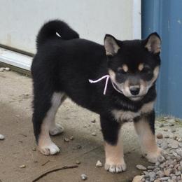 Shiba Inu and Yorkshire Terrier Puppies from Royal Kennels