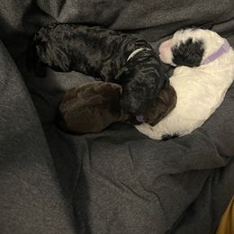 Poodle Puppies from Sarah’s Standards