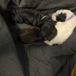 Poodle Puppies from Sarah’s Standards