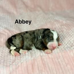 Abbey - Blue merle female Bernedoodle puppy in Sugarcreek, Ohio from Cuddly Companion Doodles