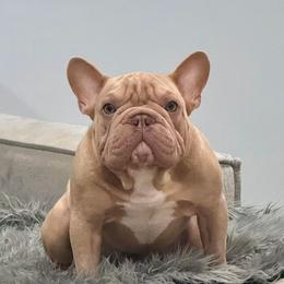 Pharoah - French Bulldog