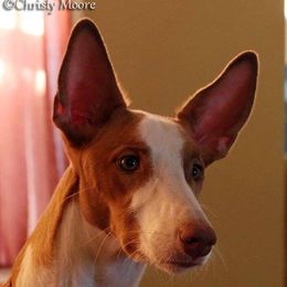Ibizan Hound All Grown Up from SunRumba Sighthounds
