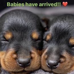 Boy 2 - male Doberman Pinscher puppy in Mc Cook, Nebraska from Morningstar Kennel