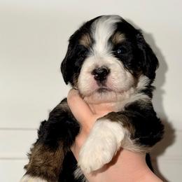 Sage - Tri-color male Bernedoodle puppy in Beecher, Illinois from Erica’s Doodles