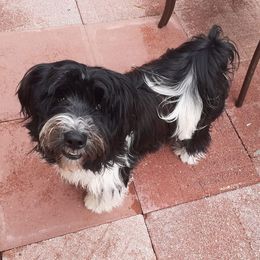 elvis - Tibetan Terrier