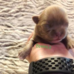 Lilac white markings - Chocolate blue female Chihuahua puppy in Richmond, Virginia from Breens