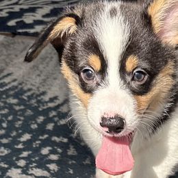 Pembroke Welsh Corgis from Low Rider Corgis Co