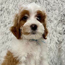 Boy 4 - Tri-color Australian Labradoodle puppy in Peoria, Arizona from Kalolabradoodles