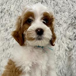 Boy 4 - Tri-color Australian Labradoodle puppy in Peoria, Arizona from Kalolabradoodles