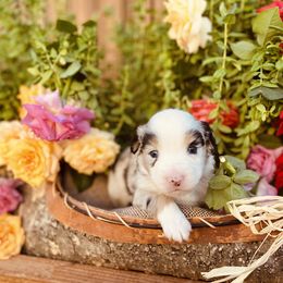 Miniature Australian Shepherd Puppies from Kennedy Kennels