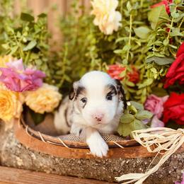 Miniature Australian Shepherd Puppies from Kennedy Kennels