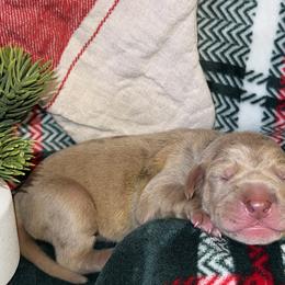 Glacier - Merle male Great Dane puppy in Ardmore, Alabama from Delta Danes
