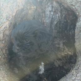 Pacman - Black and white male Shihpoo puppy in Wakeman, Ohio from Gemstone Puppies