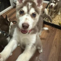 Aries - Sable and white female Siberian Husky puppy in Lakeland, Florida from Ice Blue Legacy Siberians Huskies