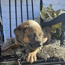 Boerboel Puppies from Standing Stone Boerboels