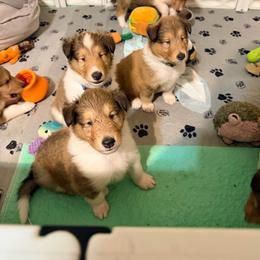 Blue, Green, Yellow, Gray, Red, Light Green, White - Sable and white male Collie puppy in Newburgh, New York from Eye Spy