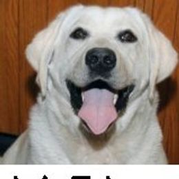 SnowStar - Labrador Retriever