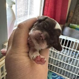 Blue - Brown and white male Cocker Spaniel puppy in Soddy Daisy, Tennessee from Kaleidoscopic Creations
