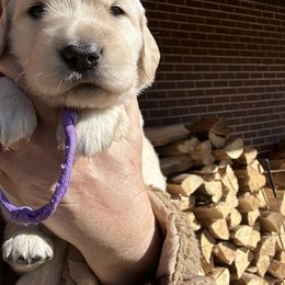 Girl 3 - Light golden female Golden Retriever puppy in Boise, Idaho from Clear Creek Goldens