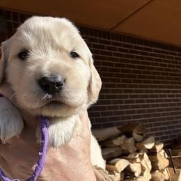 Girl 3 - Light golden female Golden Retriever puppy in Boise, Idaho from Clear Creek Goldens