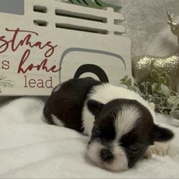 Clara - Tricolor female Shih Tzu puppy in Ross County, Ohio from Ashville Shih Tzu Chalet
