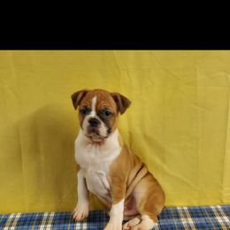 Boston Terrier Puppies from IHeart Boston Terriers