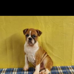 Boston Terrier Puppies from IHeart Boston Terriers