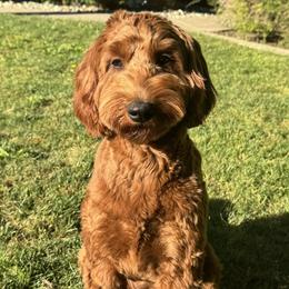 Norah - Goldendoodle