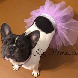 Dachshunds and French Bulldogs from K’s Homestead