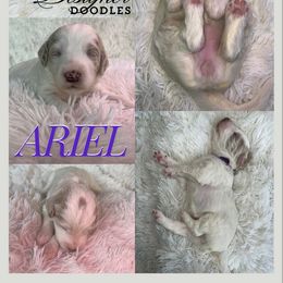 Aussiedoodle, Goldendoodle, and Poodle Puppies from Designer Doodles