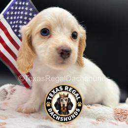 Hope - Cream female Dachshund puppy in Houston, Texas from Texas Regal Dachshunds LLC