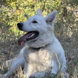 Berger Blanc Suisse and German Shepherd Puppies from Scenic Creek German Shepherds and White Swiss Shepherds