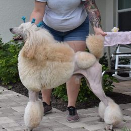 Poodles from RomLein Standard Poodle